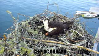 Веб-камера у гнезда скопы на крыше лодочного домика 📺 Прямо сейчас смотреть онлайн