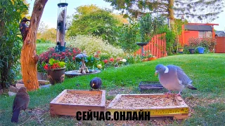 Онлайн трансляция кормушек для птиц, Грешам, Англия 📺 Прямо сейчас смотреть онлайн