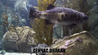 Веб-камера аквариума «Синяя пещера» 📺 Прямо сейчас смотреть онлайн