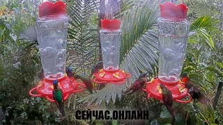 Веб-камера у поилки для колибри в долине Миндо 📺 Прямо сейчас смотреть онлайн