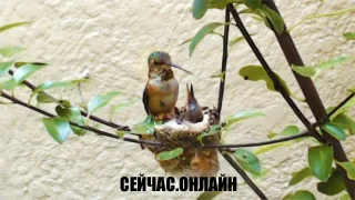 Веб-камера у гнезда колибри в Южной Калифорнии 📺 Прямо сейчас смотреть онлайн