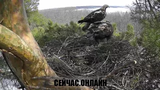 Онлайн трансляция гнезда солнечных орлов, бассейн Свияги