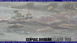 Станция «Macquarie Island» в Антарктиде 📺 Прямо сейчас смотреть онлайн