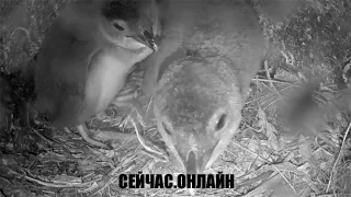 Веб-камера в гнезде малого пингвина, Оамару, Новая Зеландия 📺 Прямо сейчас смотреть онлайн