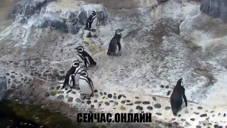 Веб-камера в вольере пингвинов, Лонг-Бич 📺 Прямо сейчас смотреть онлайн