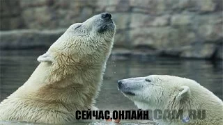 Белые медведи зоопарка в Сан-Диего 📺 Прямо сейчас смотреть онлайн