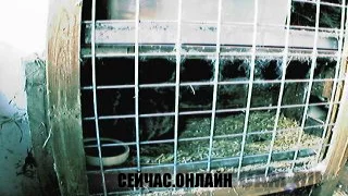 Кроличья веб-камера 2 📺 Прямо сейчас смотреть онлайн
