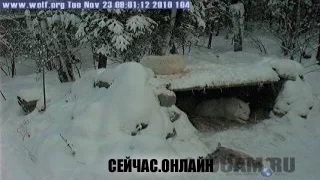Волчья веб-камера 📺 Прямо сейчас смотреть онлайн