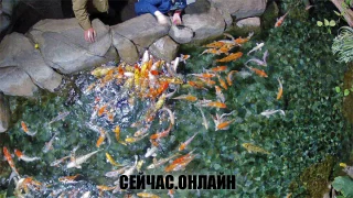 Карпы океанариума «Sochi Discovery World Aquarium»