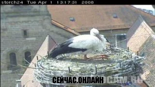 Гнездо аистов 📺 Прямо сейчас смотреть онлайн