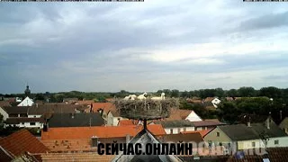 Веб-камера в гнезде аистов 📺 Прямо сейчас смотреть онлайн