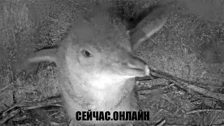 Веб-камера в гнезде малого пингвина, Веллингтон, Новая Зеландия 📺 Прямо сейчас смотреть онлайн