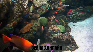 Аквариум с тропическими рыбами 📺 Прямо сейчас смотреть онлайн